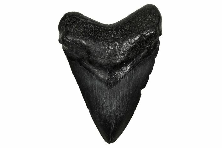 Juvenile Megalodon Tooth - South Carolina #340413